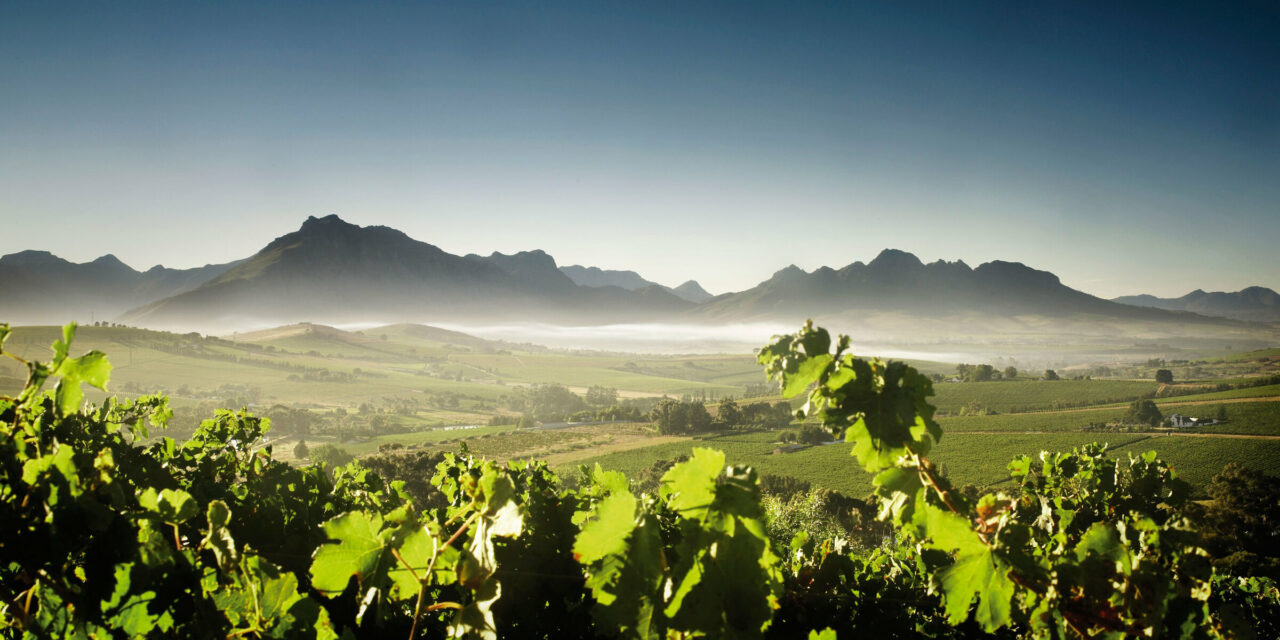 Fleur Du Cap