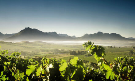 Fleur Du Cap