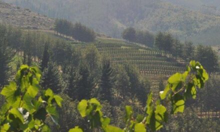 Saurwein Wines