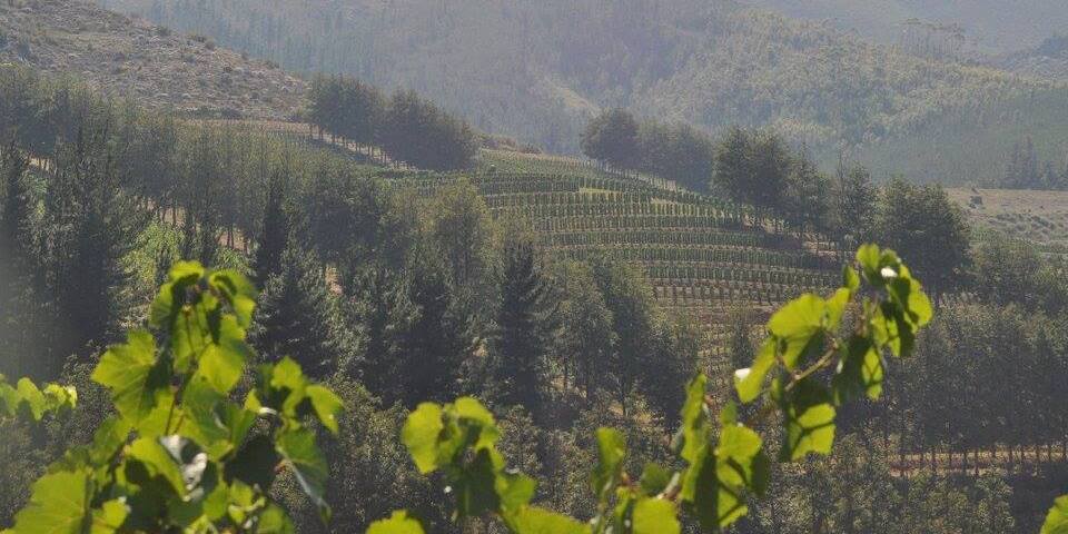 Saurwein Wines