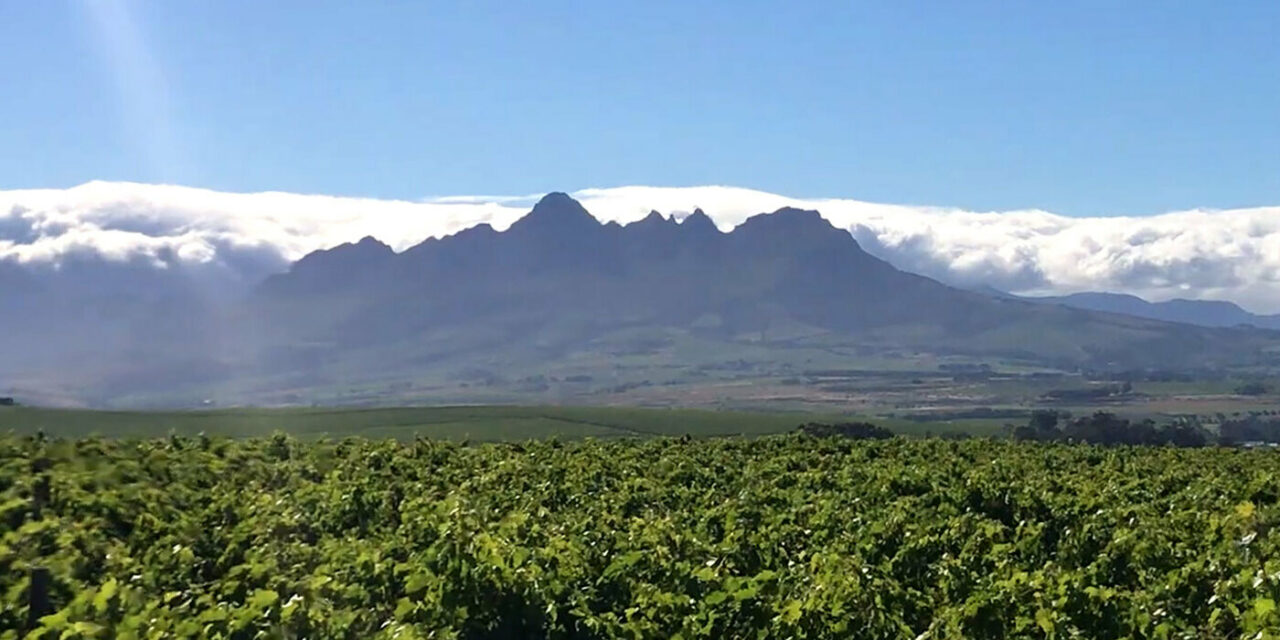 Carinus Vineyards