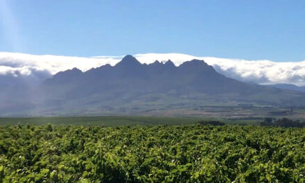 Carinus Vineyards