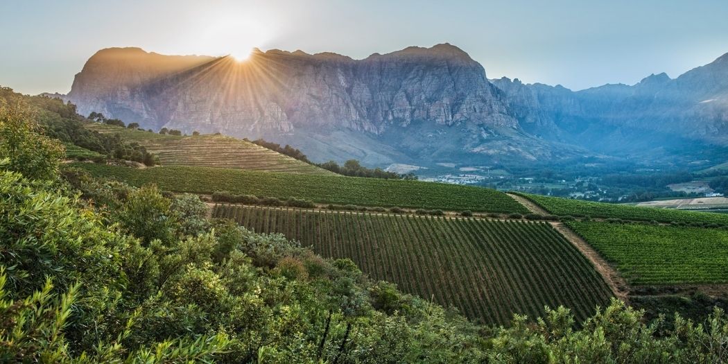 Thelema Mountain Vineyards