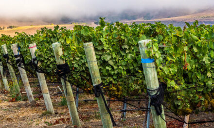 Storm Wines
