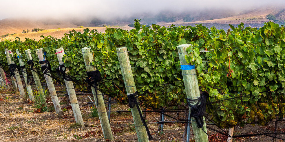 Storm Wines