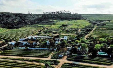 Badenhorst Family Wines