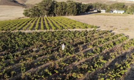 Naudé Wines