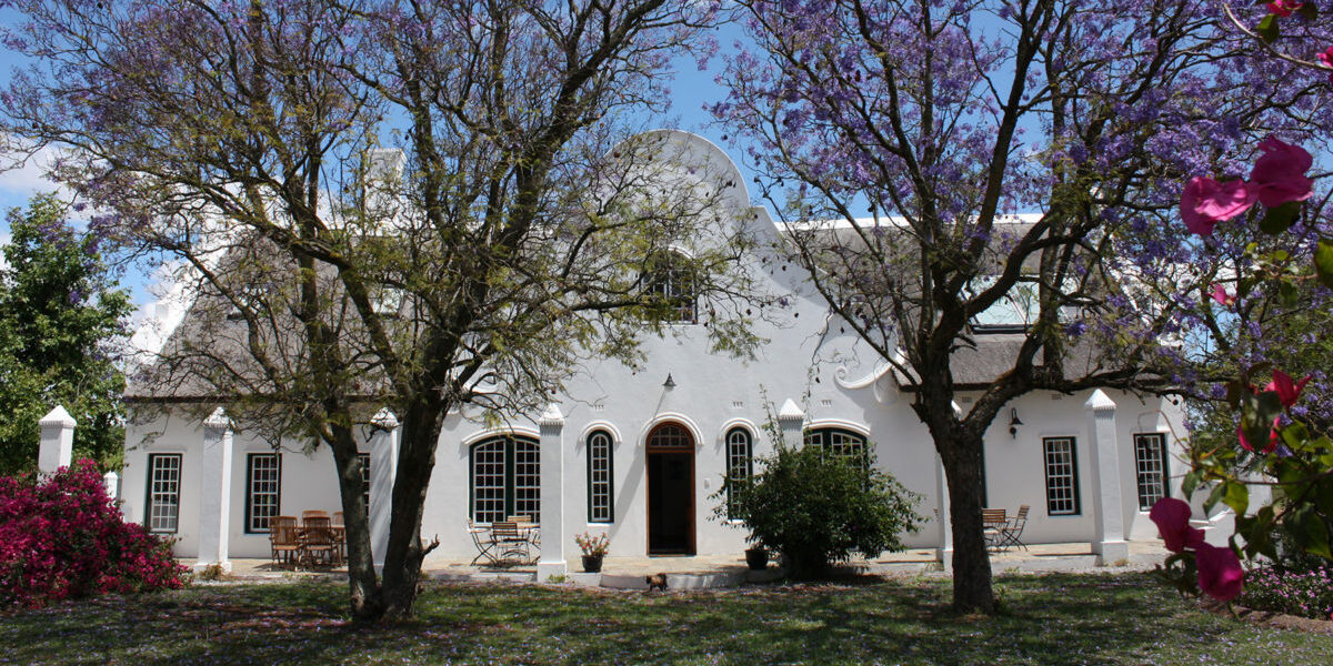 Jacaranda