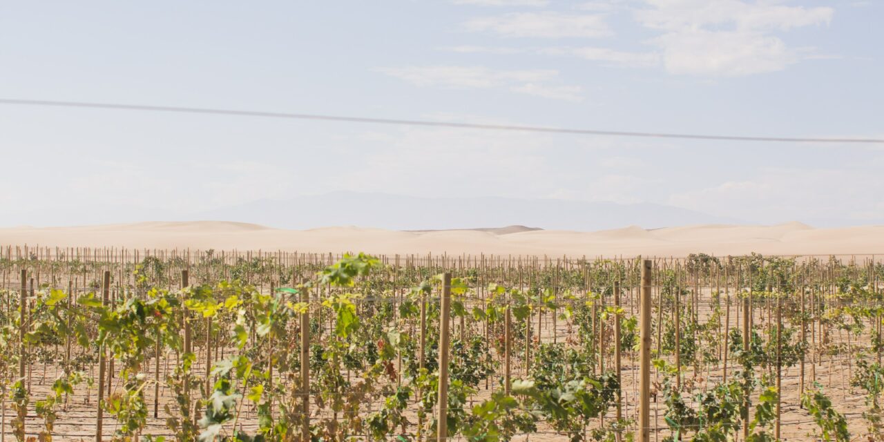 Tip #39 – How to recognize dry wine?