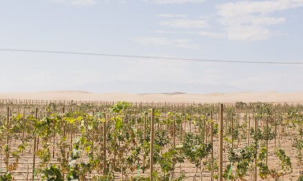 Tip #39 – How to recognize dry wine?