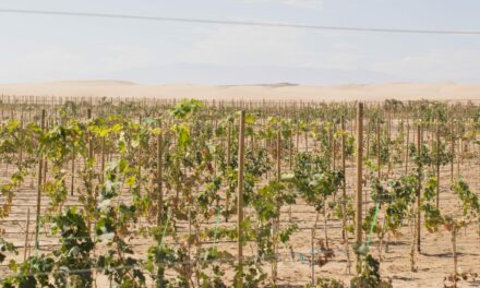 Tipp #39 – Wie erkennt man trockenen Wein?