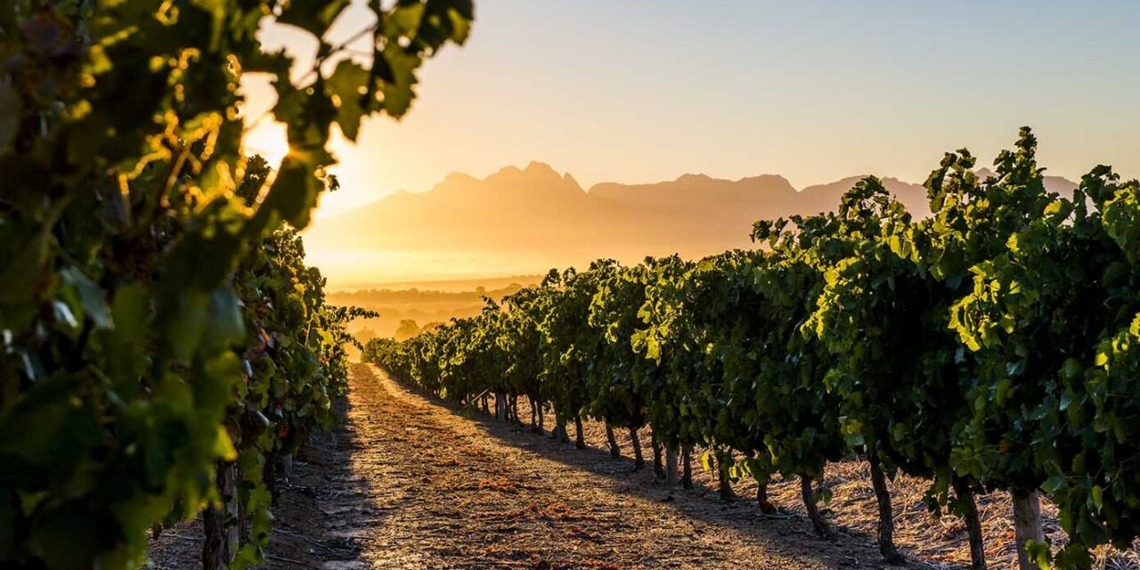 Sauvignon.com