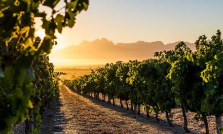 Sauvignon.com