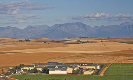 Swartland Winery