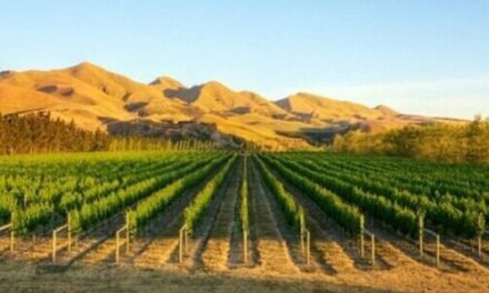 Paarl / Wellington / Franschhoek