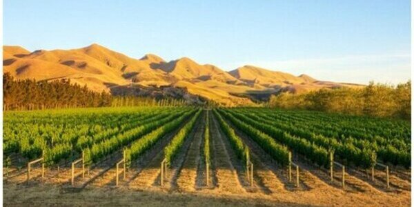Paarl / Wellington / Franschhoek