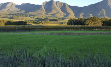Moya’s Vineyards