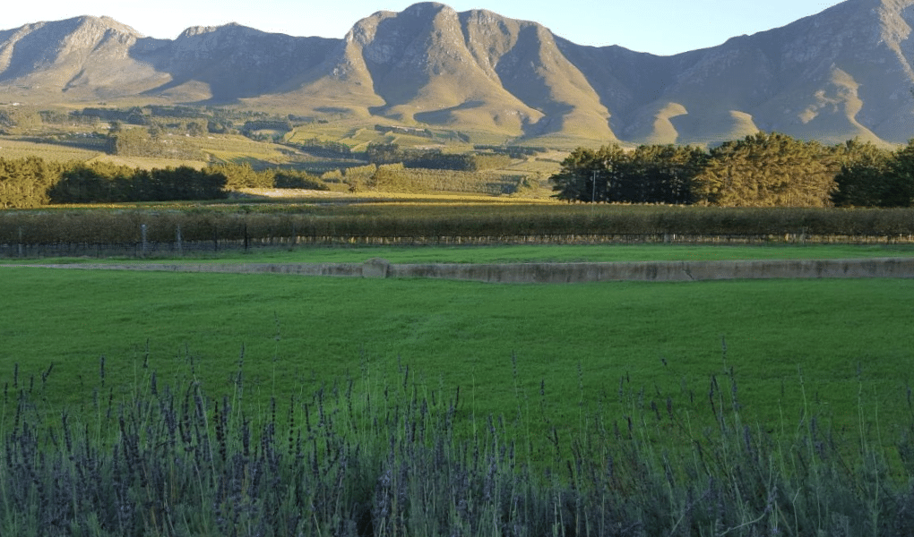 Moya’s Vineyards