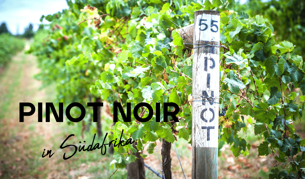Pinot Noir Day