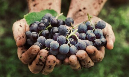 Pinotage Saison