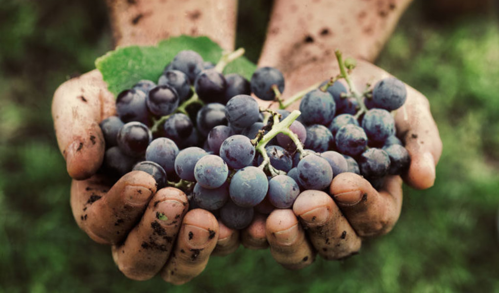 Pinotage Saison