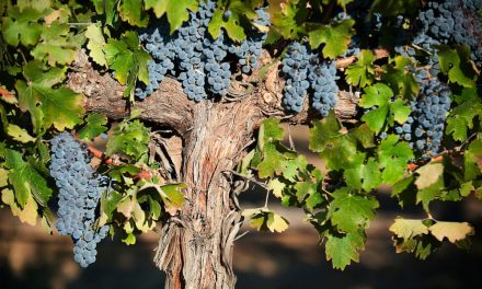 The Old Vine Project