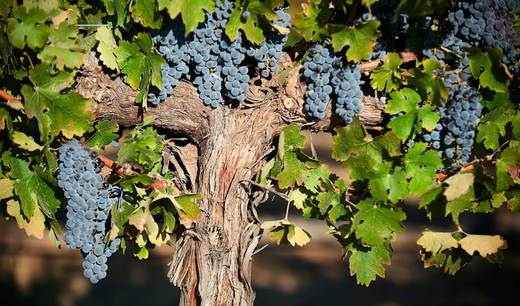 The Old Vine Project