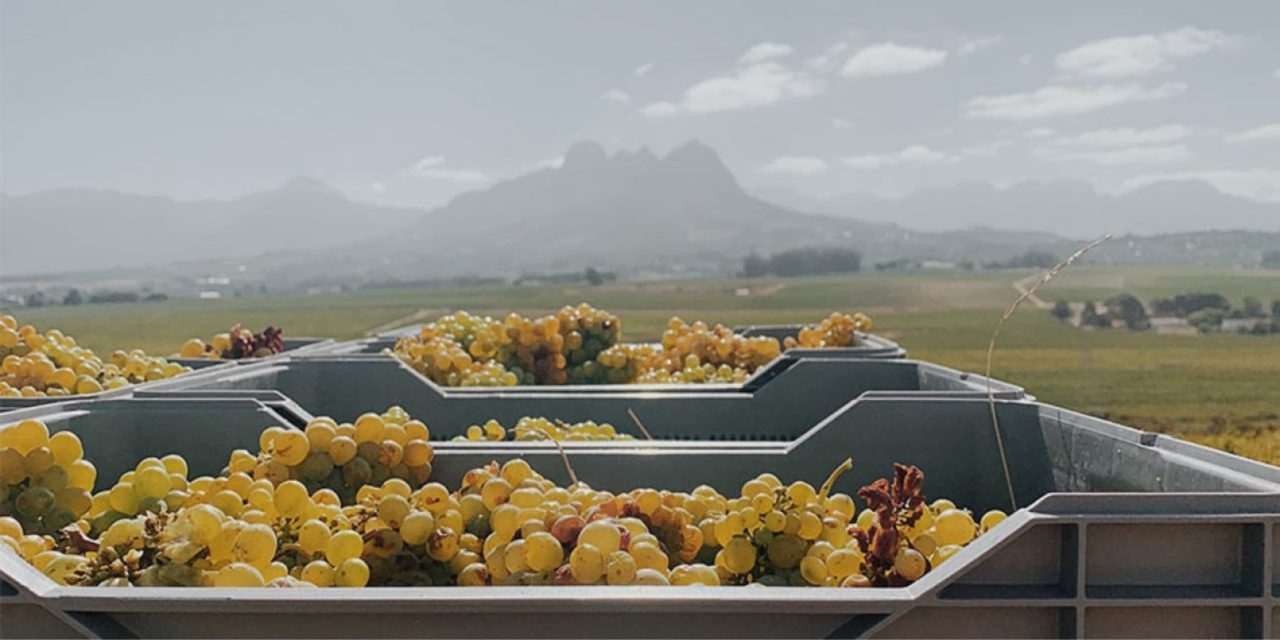 Paulus Wine Co.