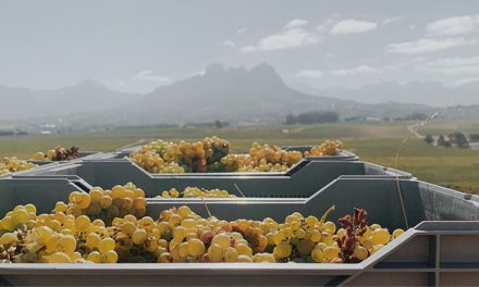 Paulus Wine Co.