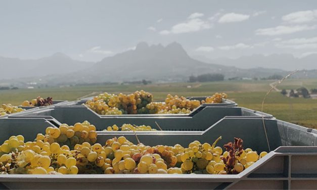 Paulus Wine Co.