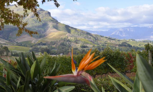 #1 Wein-Route in Stellenbosch
