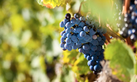 Cinsault: Die leise Revolution aus Südafrika