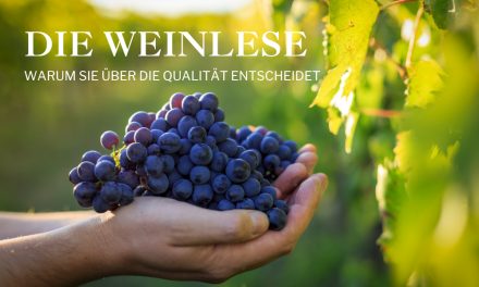 Die Weinlese in Südafrika: Warum sie über die Qualität entscheidet